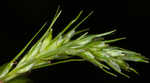 Asian shortstem sedge